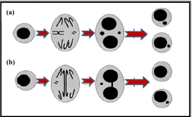 FIGURA 8: Mecanismo base de formação de Micronúcleos: (a) Origem de um MN a partir  de um cromossomo inteiro e fragmentos cromossômicos acêntricos na anáfase; (b) formação  de uma ponte a partir de cromossomos dicêntricos, os centrômeros se dirigem para os