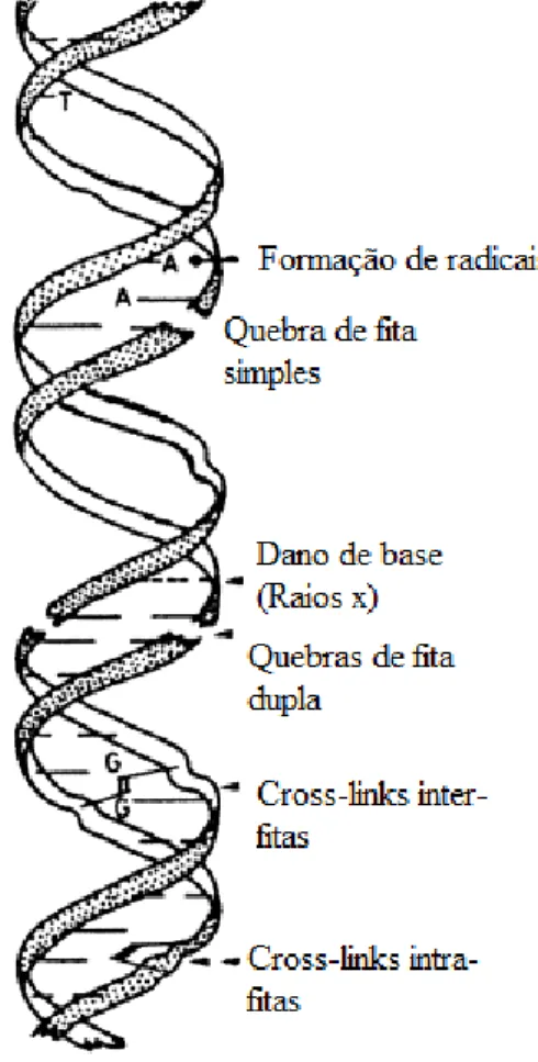 FIGURA 10: Lesões ao DNA induzidas por radiação.  Fonte: IAEA; 2001. 