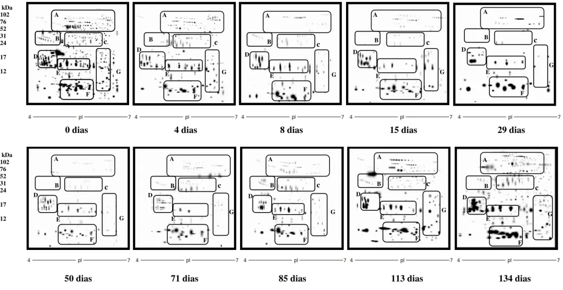 Figura 7: Mapas representativos do plasma seminal de carneiros Morada Nova branco antes (dia 0), durante (4 e 8 dias) e após a  insulação escrotal