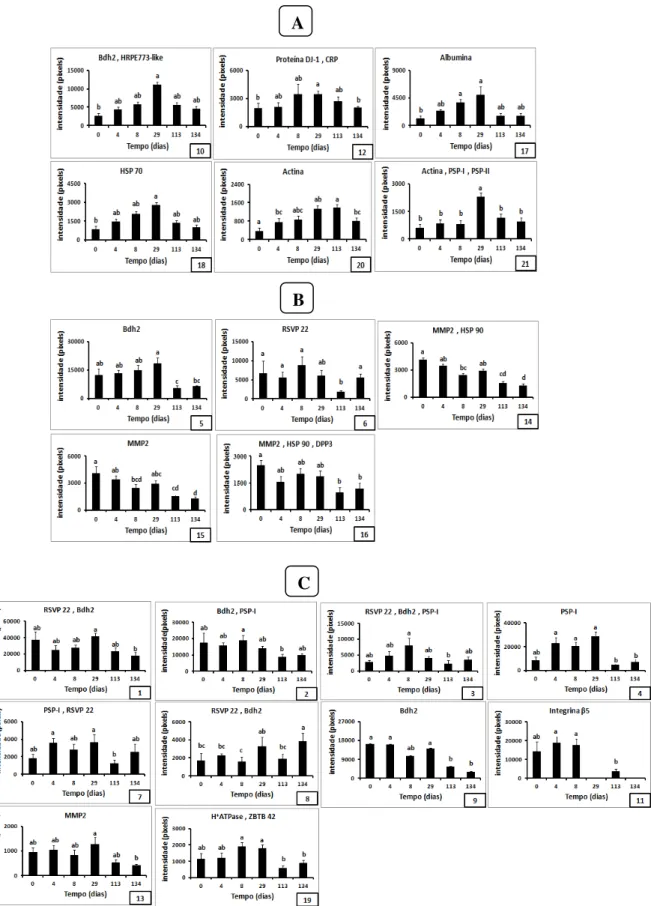 Figura 9: Mudanças na intensidade dos spots protéicos expressos diferencialmente nos  mapas  do  plasma  seminal  de  carneiros  Morada  Nova  branco  submetidos  a  insulação  escrotal  (média  ±  erro-padrão)