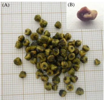 Figura 2  –  Ilustração das sementes (A) e do pireno (B) de Myracrodruon urundeuva. 