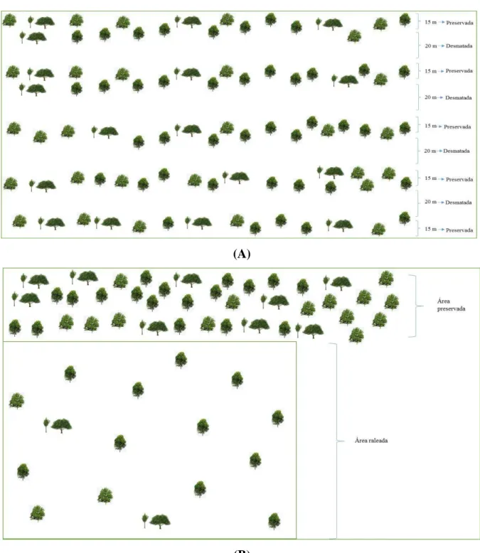 Figura 4: Ilustração esquemática de uma área raleada em faixa (A) e de uma área raleada em savana (B).