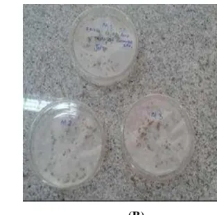 Figura 8: Teste de germinação em laboratório do capim-búffel (A) e do capim-massai (B).