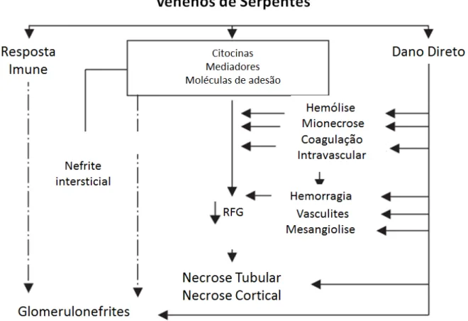 Figura 2. Patogêneses da nefropatia de venenos de serpentes no fluxo sanguíneo renal. 