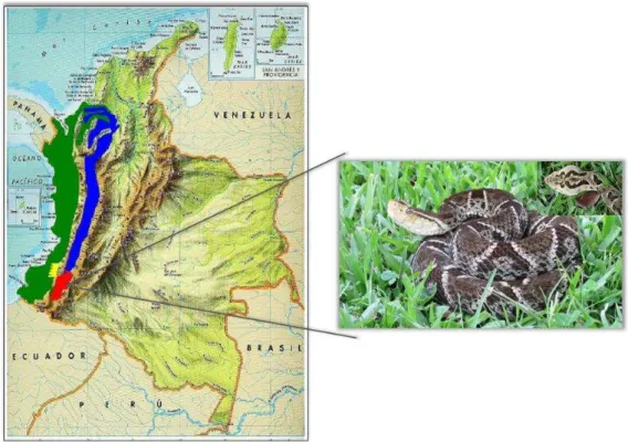 Figura  3.  Distribuição  geográfica  de  Bothrops  ayerbei  e  exemplo  de  uma  espécie  recolhida  no Valle alto do rio Patia Cauca-Colombia