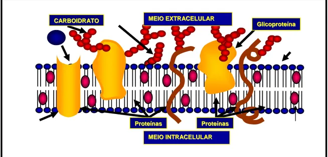 Figura 9. Representação de uma membrana celular. (Cedido por Moraes, M.O., 2004). 