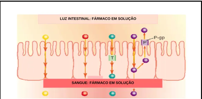 Figura 10: Mecanismos de transporte dos fármacos. Círculo amarelo representa o  transporte paracelular; o vermelho representa o transporte transcelular por difusão; o  verde representa o transporte ativo; e o roxo representa o transporte por difusão  facil