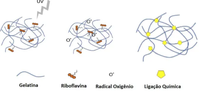 Figura 10 – Hipótese para a reação de reticulação da gelatina com a riboflavina. 
