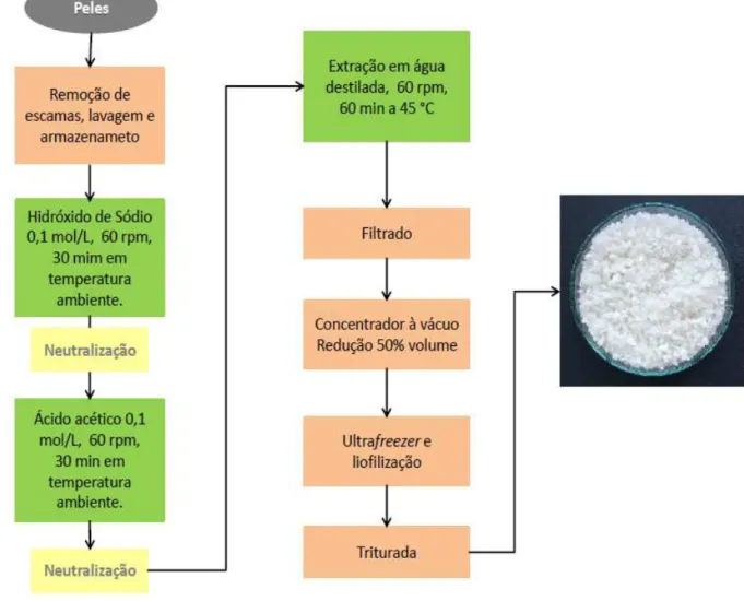 Figura 13  –  Fluxoframa de extração da gelatina a partir das peles de tilápia do Nilo