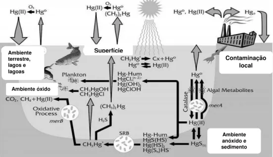 Figura 1 - Esquema representando o ciclo biogeoquímico do mercúrio nos diferentes  compartimentos  ambientais:  Ar,  água,  solo  e  biota