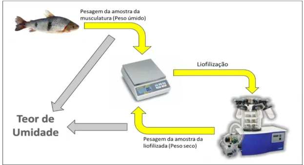 Figura 16 - Desenho esquemático do processo de liofilização e obtenção do valor do  teor de umidade