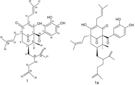 Fig. 1. Garcinielliptone FC (1/1a) isolated from seeds of P. insignis (8,8-dimethyl-1-(3,4-dihydroxybenzoyl)-4-hydroxy-3,5-di(δ,δ-dimethylallyl)-7-(2-isopropenylhex-5-enyl)-7α-H- (8,8-dimethyl-1-(3,4-dihydroxybenzoyl)-4-hydroxy-3,5-di(δ,δ-dimethylallyl)-7-