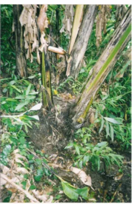 Figura 2.2: Bananeiras com raízes expostas em solo alagado. 