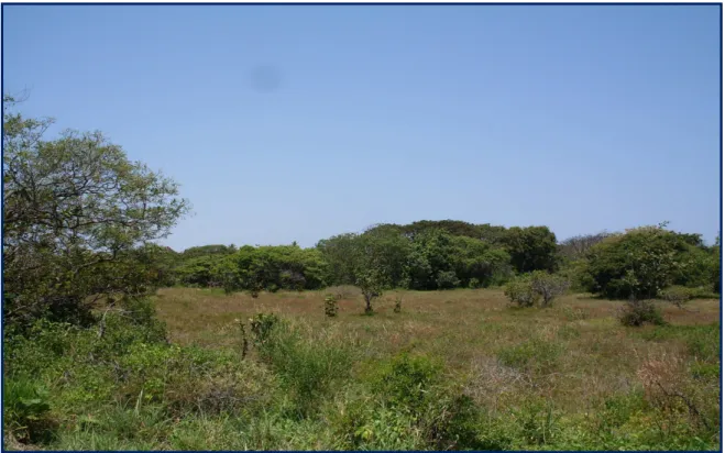 Foto  3 – Aspectos da vegetação da zona de tabuleiro, próximo ao litoral, mostrando o efeito da ação  antrópica, pela presença de trechos desmatados