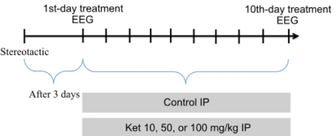 Figure 1 Treatment protocol with saline (Control), ketamine 10 mg/kg (Ket 10), ketamine 50 mg/kg (Ket 50), or ketamine 100 mg/kg (Ket 100).