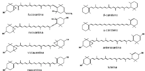 Figura 3.  Estruturas dos carotenóides de ocorrência mais comum nas algas  e quantitativamente importantes (ROWAN, 1989)