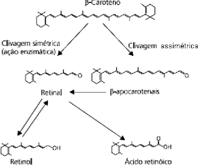 Figura 4.  Clivagem simétrica e assimétrica do  β -caroteno para produção de  retinal, retinol e ácido retinóico (AMBRÓSIO et al., 2006)