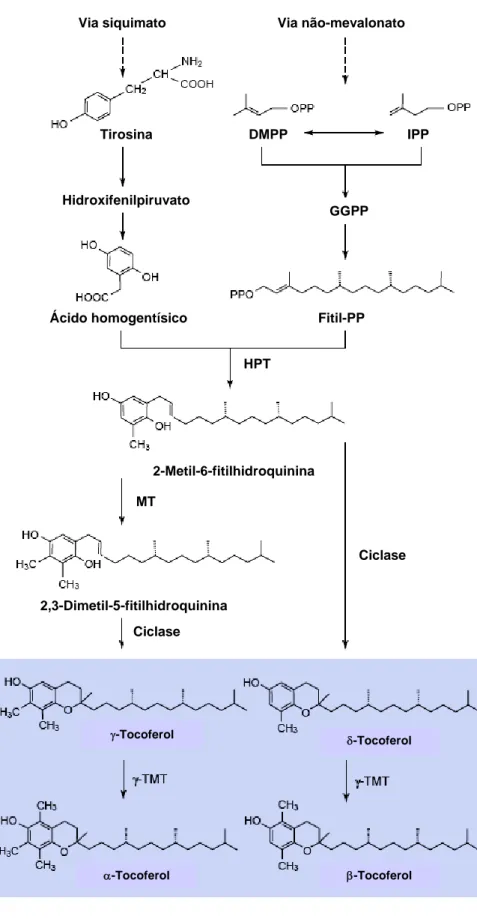 Figura 5  Biossíntese da vitamina E. O quadro azul destaca os quatro  tocoferóis naturais em plantas (HOFIUS; SONNEWALD, 2003)