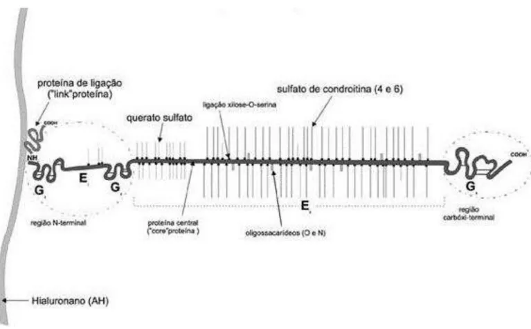 Figura 3 - Estrutura do proteoglicano 