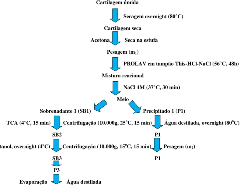 Figura  4  –   Esquema  do  protocolo  de  extração  de  glicosaminoglicanos  da  cartilagem  articular