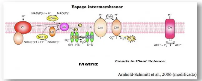 Figura 10. Via da respiração alternativa da cadeira transportadora de elétrons  mitocondrial