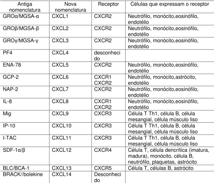 TABELA 2 –  Quimiocinas da família CXC, seus receptores e células que expressam                           o receptor