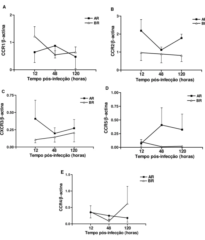 FIGURA  4  –  Análise  semiquantitativa  da  expressão  de  RNAm  dos  receptores  de quimiocinas CCR1 (A), CCR2 (B), CXCR3 (C), CCR5 (D) e CCR4 (E) através  de RT-PCR de CMSP de 14 indivíduos sadios estimuladas com  L