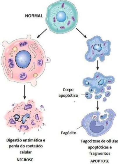 Figura 2- Características morfológicas de apoptose e necrose.  