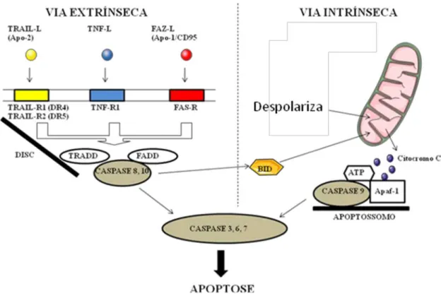 Figura 3 - Mecanismos de apoptose. A via do receptor de morte (extrínseca) e a via  mitocondrial (intrínseca) da apoptose 