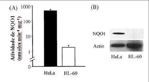 Figura 9 - Atividade enzimática de NQO1 em células de carcinoma humano epitelial (HeLa) e  células leucêmicas HL-60 (A), expressão de NQO1 nas linhagens HeLa e HL-60 analisados por  Western blot  (B)