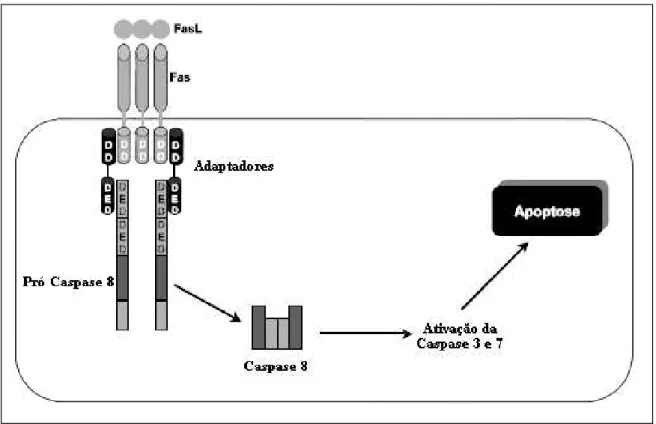 Figura 10 - Via extrínseca de ativação da apoptose. 