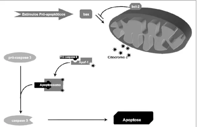Figura 11 - Via intrínseca de ativação da apoptose 