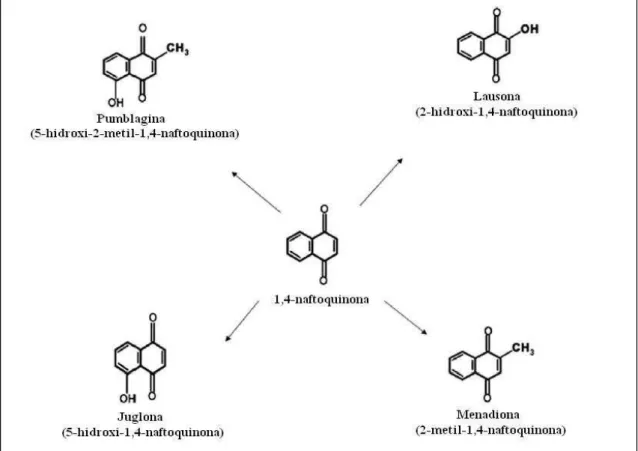 Figura 13 - 1,4-naftoquinonas com potencial genotóxico e mutagêncio 