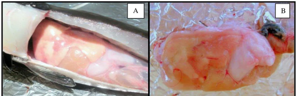 Figura  4  –   Fígado  do  beijupirá,  Rachycentron  canadum,  mostrando  lesões  associadas  à  utilização  de  farelo  de  soja nas dietas após experimento conduzido pelo LANOA