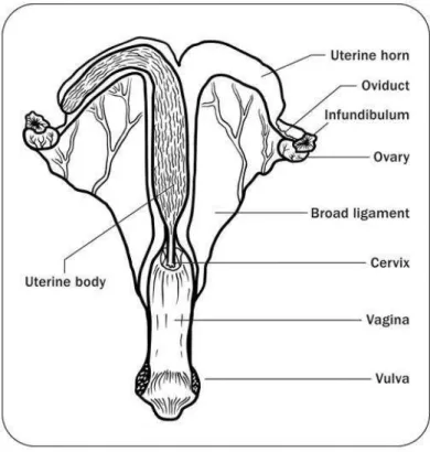 Figura 01: Estruturas do aparelho reprodutivo da égua, vista dorso-ventral. 