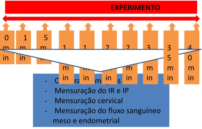 Figura 10: Organograma do experimento, com atividades e momentos. 