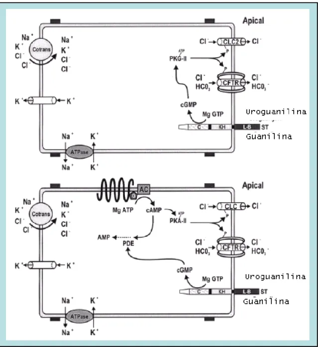 Figura 2. Modelo proposto para o mecanismo de transdução intracelular do GMPc para  células alvo de guanilina no epitélio (Forte et al.,2000) 