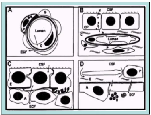Figura 3 – Anatomia das interfaces hematoencefálica e hematoliquórica. A: a BHE é  formada por células endoteliais dos capilares cerebrais que estão justapostas pó “tight  junctions”