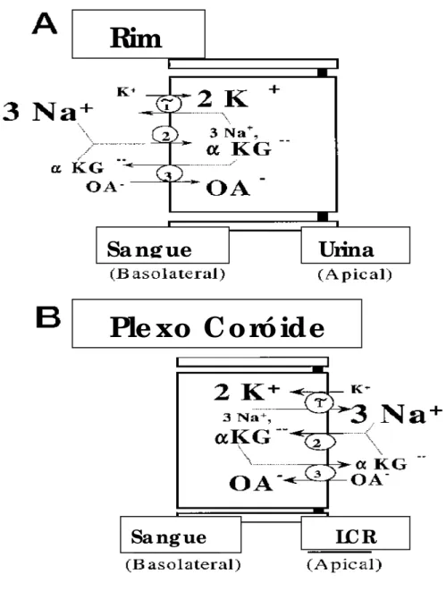 Figura 5 –Diagrama demonstrando os mecanismos de transporte intracelulares renal e  coroidal (Pritchard, 199) 