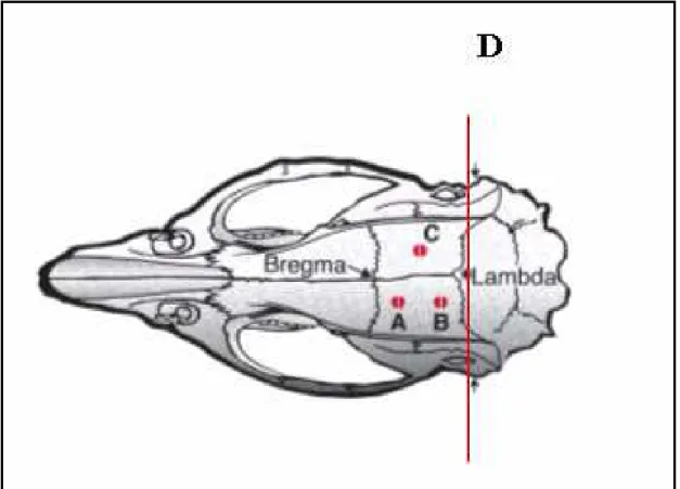 Figura 11: Suturas ósseas; A, B e C pontos para implantação de parafusos; D – linha  interaural 