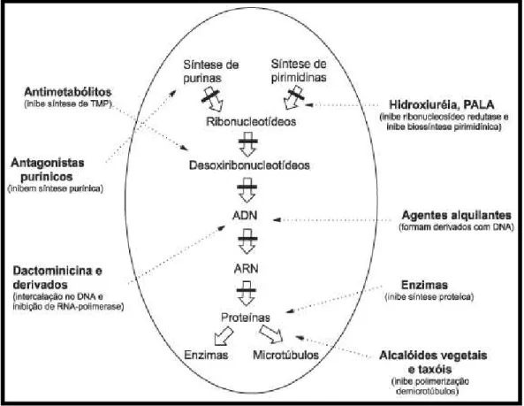 Figura  2.  Classificação  de  agentes  antineoplásicos  de  acordo  com  o  seu  ponto  de  interferência no mecanismo de ação das diferentes etapas