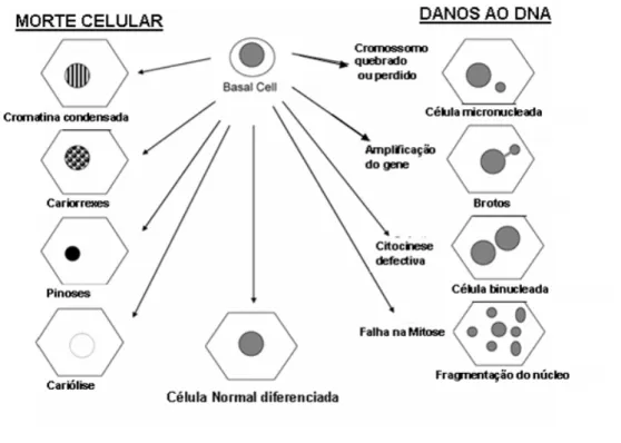 Figura 5: Modelo esquemático dos possíveis mecanismos de origem relativos à morte  celular e aos danos ao DNA