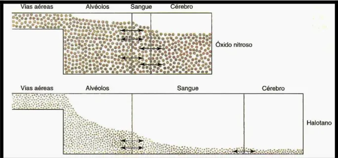 FIGURA 3 - Comparação entre um gás de maior solubilidade no sangue (óxido nitroso) com um de  menor solubilidade (Halotano), e o efeito esta solubilidade sobre o tempo de início de ação do  fármaco