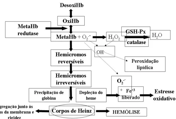 Figura 5 - Oxidação no eritrócito. O estresse oxidativo da HbS ocorre quando a desoxiHbS   se transforma em oxiHbS gerando EROs e MetaHb, saturando a ação da enzima MetaHb  redutase, formando os corpos de Heinz e ocasionando hemólise