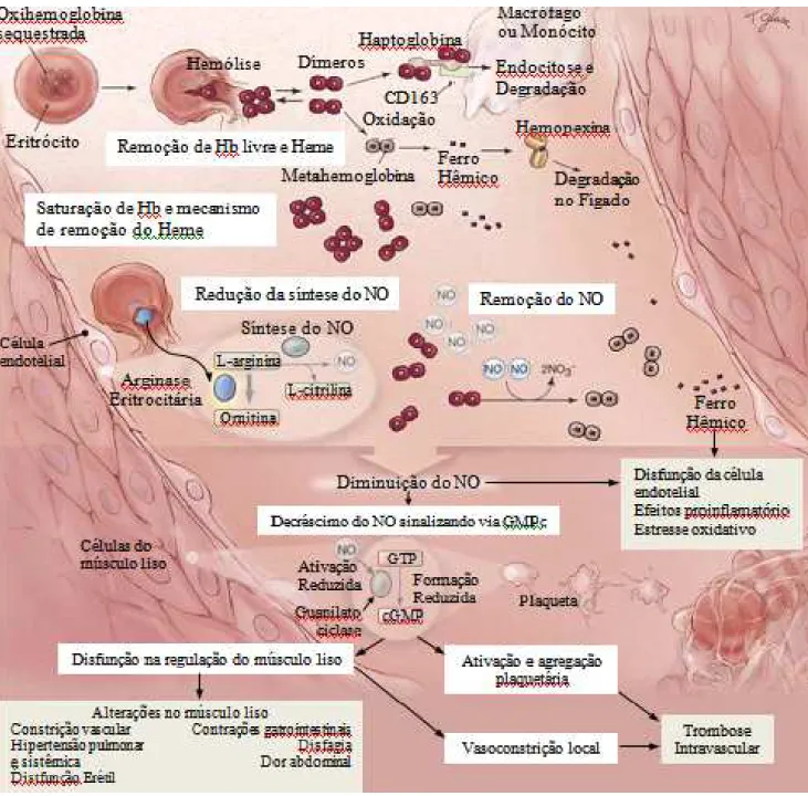 Figura 6 - Efeitos fisiopatológicos da hemoglobina livre no plasma e òxido nítrico. Durante a  hemólise intravascular, a Hb é liberada no plasma, onde é removida através da haptoglobina,  CD163, e hemopexina