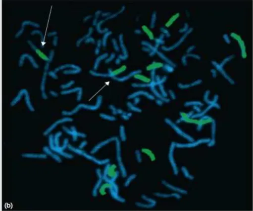 Figura 9 - Detecção do cromossomo 7 por FISH utilizando sonda WCP    Fonte: Naeim, Rao e Grody (2008)
