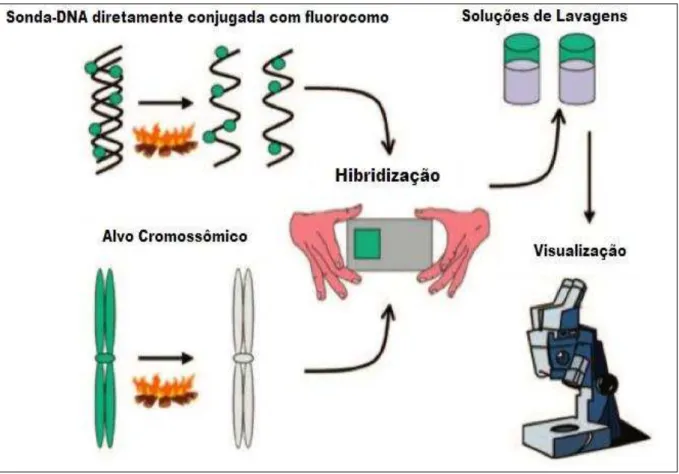 Figura 5 - Representação esquemática dos passos básicos da técnica de FISH