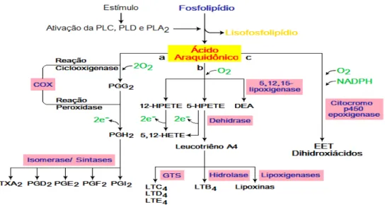 FIGURA  04  –   Esquema  das  três  principais  vias  metabólicas  do  ácido  araquidônico