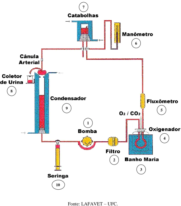 FIGURA 10 –  Representação esquemática do sistema de perfusão de rim isolado. 