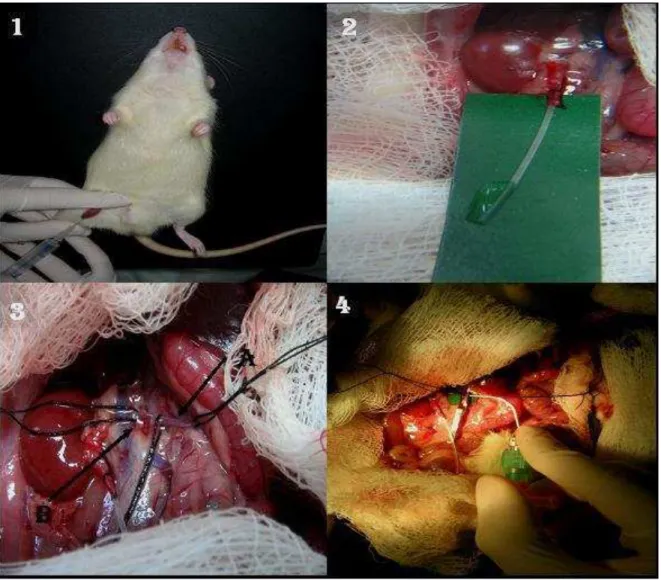 FIGURA  14 – Fotografias  da técnica  cirúrgica.  1=  Administração  de  manitol  a  20%  (3  mL)  pela  veia  femoral  no animal anestesiado.;  2= Canulação do ureter;  3=  Visualização das  artérias mesentérica superior (A) e renal (B); 4= Canulação da a